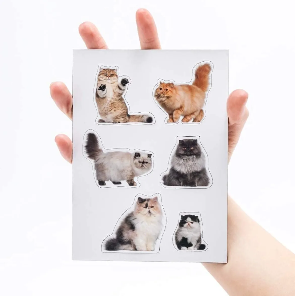 Fat Cat Magnets