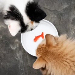 Goldfish Cat Bowl
