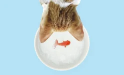 Goldfish Cat Bowl